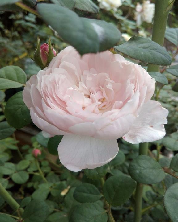 Roseanum Schönbrunn